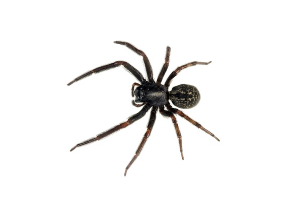  Black House spider 