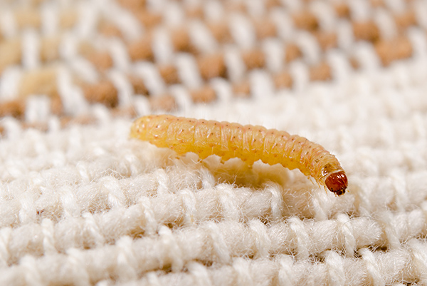 webbing clothes moth larva