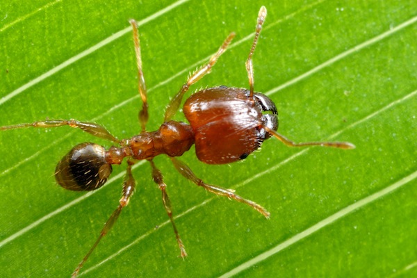  Small red / brown ant, some workers with big heads 