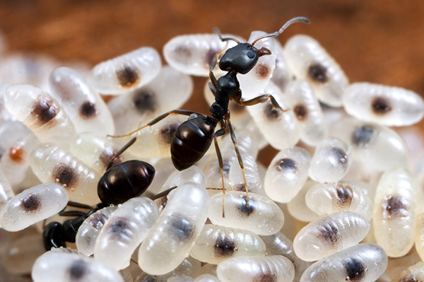  Glossy black ant 