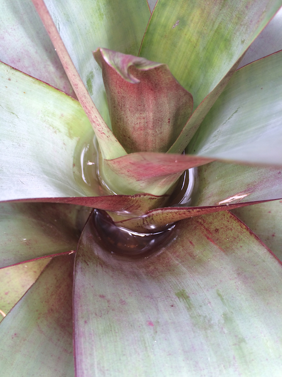  Water in Bromeliads - A favourite mosquito breeding spot 