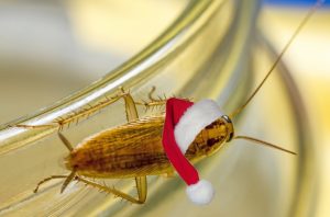 christmas cockroach