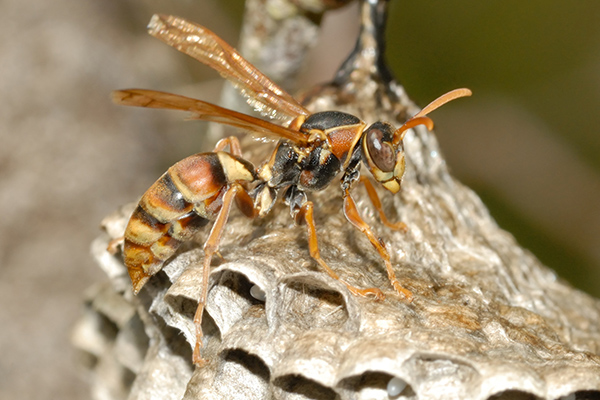  Native paper wasp on nest 