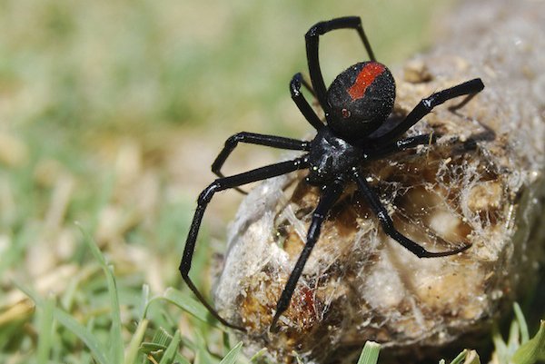 The Ultimate Guide to Spider Control - PestXpert NZ