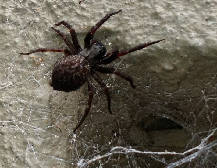     Black House spiders like to make their webs around windows, doors and eaves 