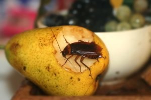 cockroach on pear