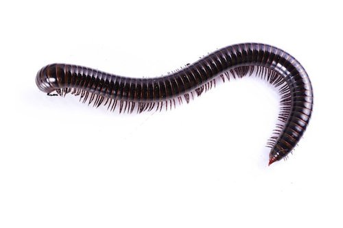 How to Get Rid of Millipedes - PestXpert
