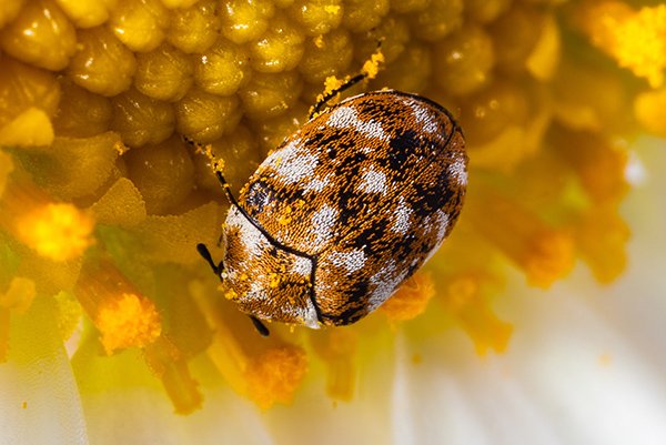 Variegated carpet beetle