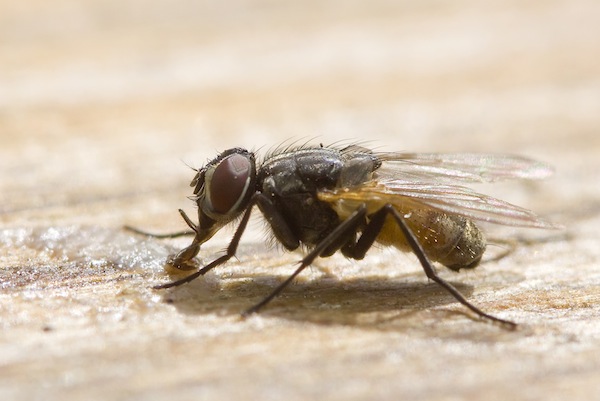  Housefly feeding by liquefying food and sucking it up 