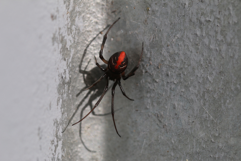  Female redback spider with classic red markings 