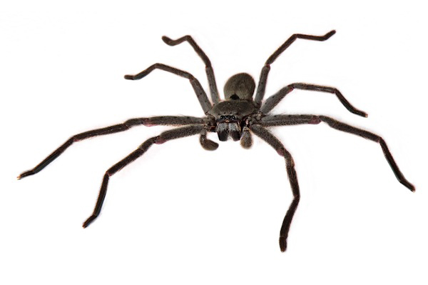 How to Get Rid of Huntsman Spiders in Your Home 