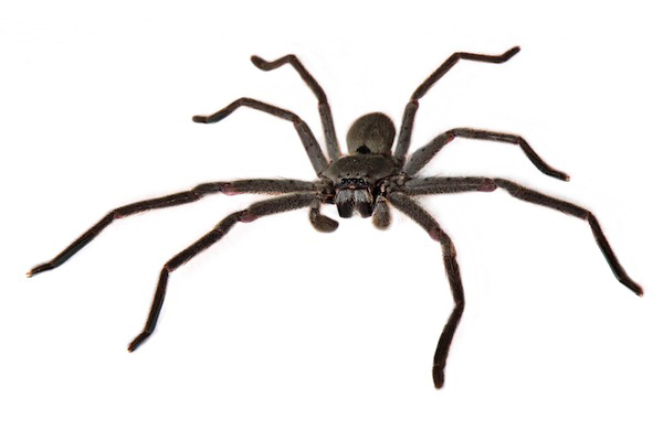 These huntsman spiders do something weird: live together as a big, happy  family