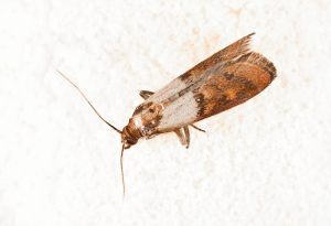 Indian meal moth or pantry moth