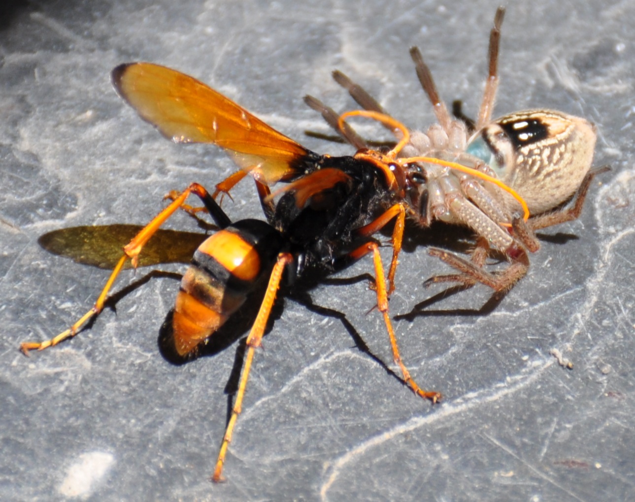     Potter wasp (Australian hornet) with a huntsman badge, which it brings back to its nest as food for its larvae. 