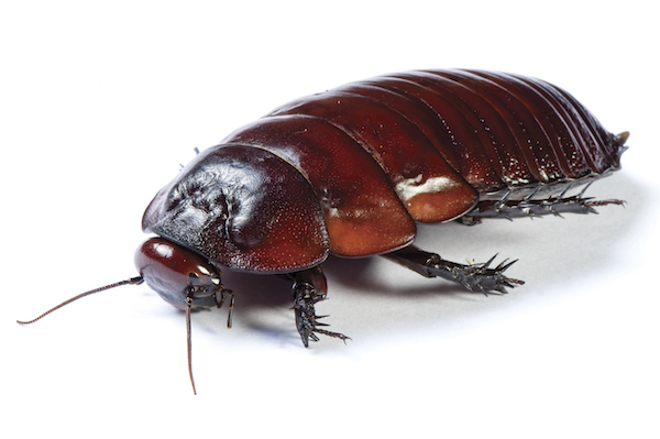 giant burrowing cockroach