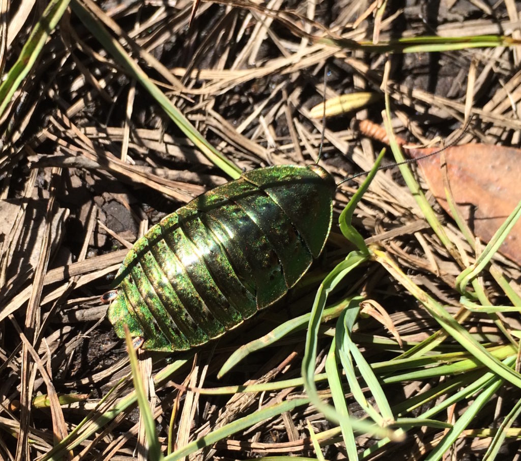 Green or mountain cockroach