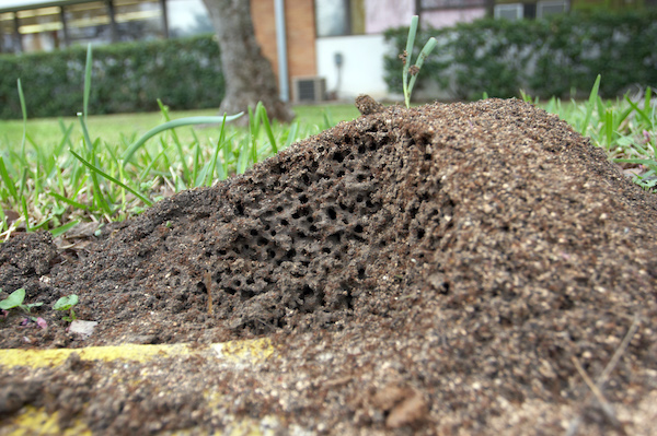 fire ant nest image