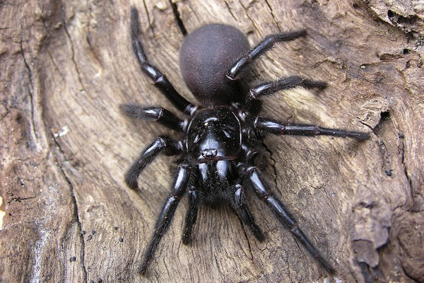 Sydney spider discount