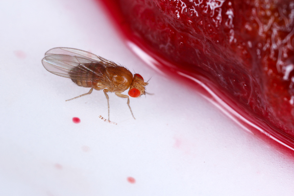 eddikflue - Drosophila