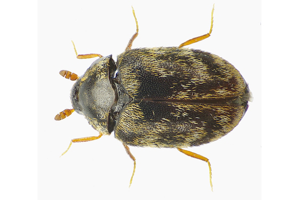 Australian carpet beetle