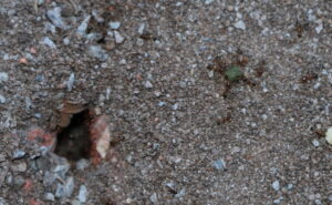 Coastal brown ants taking bait granule back to nest