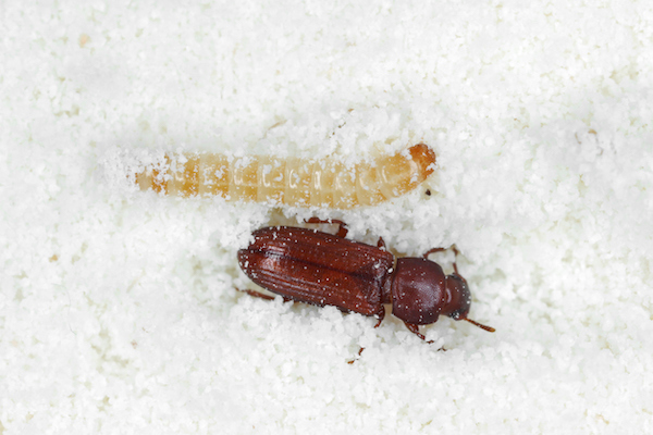 Confused flour beetle and larva